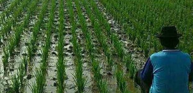 Pendaringan Ajak Generasi Milenial Jadi Petani, Peternak dan Nelayan Pendaringan Ajak Generasi Milenial Jadi Petani, Peternak dan Nelayan
