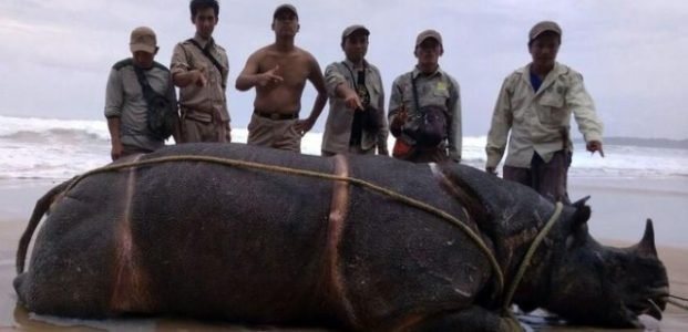Samson dari Ujung Kulon Ditemukan Mati di Pulau Handeleum Samson dari Ujung Kulon Ditemukan Mati di Pulau Handeleum
