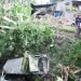 Tak Kuat Nanjak, Truk Semen Terjun Bebas ke Jurang