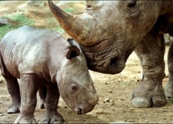 Hore! Badak Jawa Ujung Kulon Bertambah 4 Individu