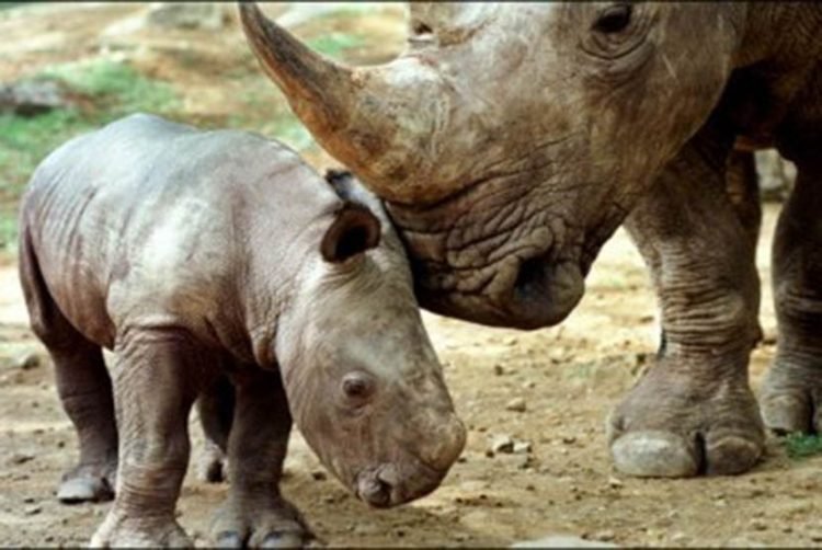 Hore! Badak Jawa Ujung Kulon Bertambah 4 Individu