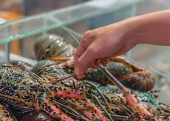 Dilarang Ekspor, Jual Beli Benih Lobster Seperti Transaksi Narkoba