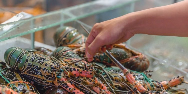 Dilarang Ekspor, Jual Beli Benih Lobster Seperti Transaksi Narkoba