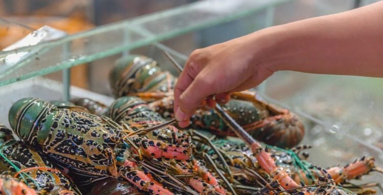 Dilarang Ekspor, Jual Beli Benih Lobster Seperti Transaksi Narkoba