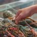 Dilarang Ekspor, Jual Beli Benih Lobster Seperti Transaksi Narkoba
