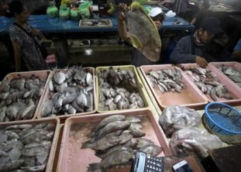 Tangkapan Ikan Selama Tahun 2019 Hanya 150 Ribu Ton