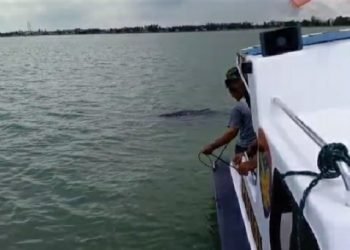 Lumba-lumba Terdampar di Panimbang Berhasil Diselamatkan