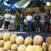 Dongkrak Minat Wisatawan, Mutiara Carita Gelar Festival Durian