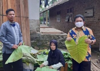 Talas Beneng Komoditi Eksport Asal Pandeglang Banten