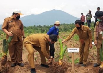 Area Tanam Talas Beneng Kembali Diperluas, Sekarang 10 Hektare