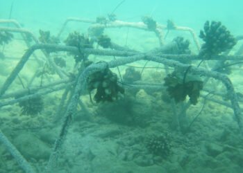 Mentan Era SBY Akan Ikut Rehabilitasi Terumbu Karang di Pulau Liwungan